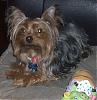 pics of under 10 pound yorkies please-gucci-june-5-06c.jpg