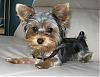 pics of under 10 pound yorkies please-sitting.jpg