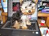 pics of under 10 pound yorkies please-101_0068.jpg