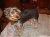 Pictures of a larger size yorkie?? Anyone??-2006-02-26024.jpg