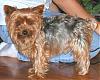 a curly haired yorkie??-kramer-2005-cropped.jpg