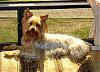 pics of 10 pound yorkies or over-tink-rv-low-res.jpg
