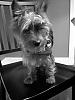 pics of under 10 pound yorkies please-hen.jpg