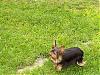 pics of under 10 pound yorkies please-000_0057.jpg