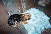pics of under 10 pound yorkies please-kitty-couch.jpg
