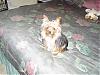 pics of under 10 pound yorkies please-louie-sitting-bed-400-x-300-.jpg