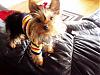 pics of under 10 pound yorkies please-bella-bow-sweater-so-cute-couch-450-x-338-.jpg