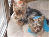 pics of under 10 pound yorkies please-under10c.jpg