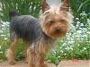pics of under 10 pound yorkies please-flowers-6-2.jpg