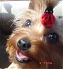 pics of under 10 pound yorkies please-sissy-smiling-6-4.jpg