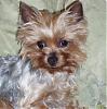 pics of under 10 pound yorkies please-vivi-3.jpg