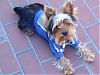 pics of under 10 pound yorkies please-melvin.jpg