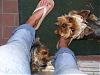 pics of under 10 pound yorkies please-melvinmarylinn.jpg