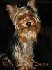 Maverick & Mercedes (Red/Gold/Blonde Yorkies)-may11-2-450-x-600-.jpg