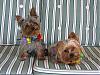 Yorkies of all shapes and sizes-img_0571-2-.jpg