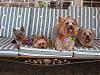 Yorkies of all shapes and sizes-img_0581-2-.jpg