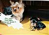 Put a Caption to the Picture!-maxpuppypic3-small-.jpg