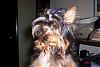 pics of under 10 pound yorkies please-c10.jpg
