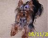 pics of under 10 pound yorkies please-1.jpg