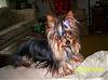 pics of under 10 pound yorkies please-kay4.jpg