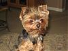 pics of under 10 pound yorkies please-img_0048.jpg
