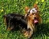 pics of under 10 pound yorkies please-tammy2.jpg
