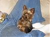 pics of under 10 pound yorkies please-p1000183.jpg
