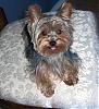 pics of under 10 pound yorkies please-100_0540_edited.jpg