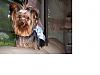 pics of under 10 pound yorkies please-girls-568-x-426-.jpg