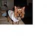 pics of under 10 pound yorkies please-girls-290-568-x-426-.jpg