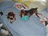 free yorkie-dsc02237.jpg