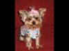 Will anyone update my avatar for me?-tiffany.gif