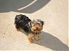 How old is your yorkie ??? Include picture.-picture-091.gif