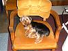 How old is your yorkie ??? Include picture.-picture-122-sized.gif