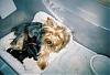 How old is your yorkie ??? Include picture.-feb.-23-2006.jpg