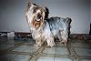 How old is your yorkie ??? Include picture.-molly-standing-foyer.jpg