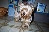 How old is your yorkie ??? Include picture.-molly-up-close-personal.jpg