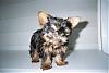 How old is your yorkie ??? Include picture.-tink-porch.jpg