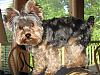 How old is your yorkie ??? Include picture.-cabin-oscar1.jpg