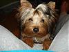 How old is your yorkie ??? Include picture.-baby2.jpg