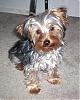 How old is your yorkie ??? Include picture.-picture-387.jpg