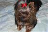 How old is your yorkie ??? Include picture.-memorialday-009-600-x-401-.jpg