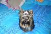 How old is your yorkie ??? Include picture.-cali518-004-600-x-401-.jpg