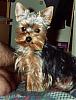 How old is your yorkie ??? Include picture.-justgr.jpg