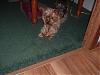 How old is your yorkie ??? Include picture.-hannah-stretch.jpg