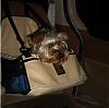 Yorkies riding in cars-im003148.jpg