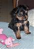 Will TeeJay ever turn silver?-kizzy-9wks.jpg