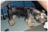 Should I cut my yorkie's hair?-gingerafter3.jpg