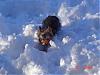 How do yorkies do in the snow? Pics Please-258900987kvrizi_ph.jpg