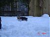 How do yorkies do in the snow? Pics Please-258901216rmhcri_ph.jpg